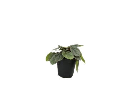 91016 peperomia milano prumer 6 cm