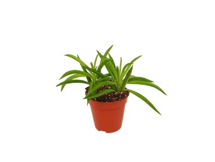 91019 peperomia nirvana prumer 6 cm