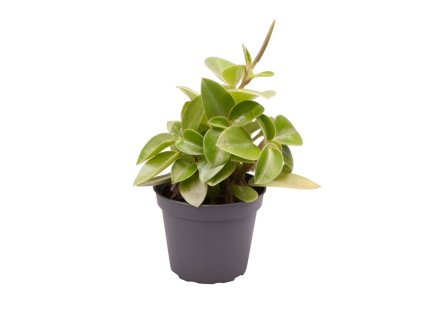 91022 peperomia obtusifolia pixie lime prumer 6 cm