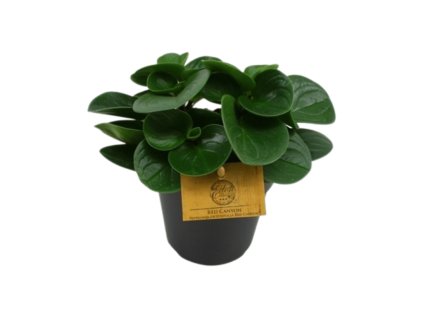 91025 peperomia obtusifolia red canyon prumer 12 cm