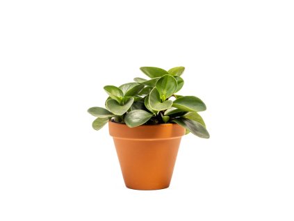 Peperomia obtusifolia Red Canyon, průměr 12 cm