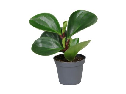 91028 peperomia obtusifolia red canyon prumer 6 cm