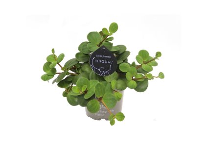 91031 peperomia pecunifolia pecunii prumer 12 cm