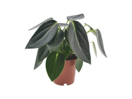 Peperomia Vanilla, průměr 12 cm