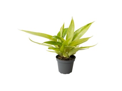 91037 philodendron calkin gold prumer 6 cm
