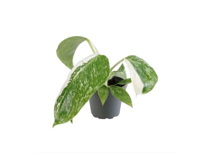 91043 philodendron jose buono prumer 6 cm