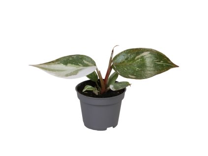91046 philodendron red anderson prumer 6 cm