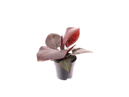91049 philodendron red cherry prumer 12 cm