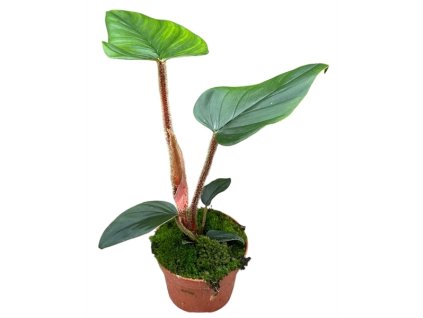 91052 philodendron serpens prumer 10 5 cm