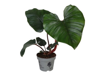91055 philodendron squamiferum x serpens prumer 12 cm