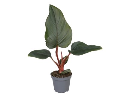 91058 philodendron squamiferum x serpens prumer 6 cm