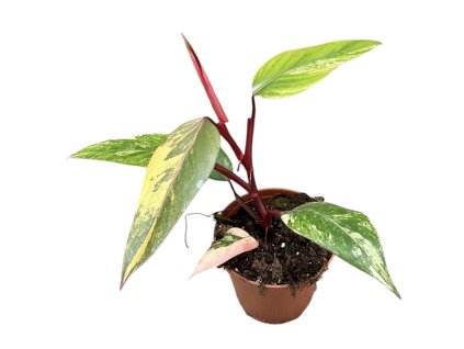 91061 philodendron strawberry shake prumer 14 cm