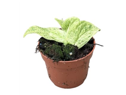 91079 rhaphidophora korthalsii marble aura prumer 10 5 cm