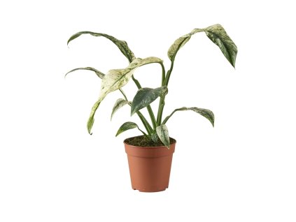 91082 rhaphidophora pertusa variegata prumer 12 cm
