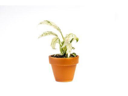 Rhaphidophora Puberula Variegata, průměr 6 cm