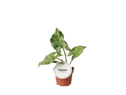 Syngonium podophyllum Mottled, průměr 6 cm  Syngonium, Syngónium