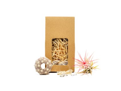 91409 medusa vyrob si sam sputnik s tillandsii ionantha red