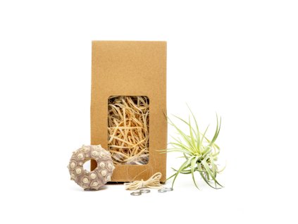 91427 medusa vyrob si sam sputnik s tillandsii kathy