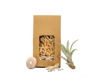 91469 medusa vyrob si sam rose s tillandsii capitata