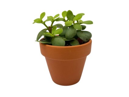 Gardners Portulacaria afra (1)