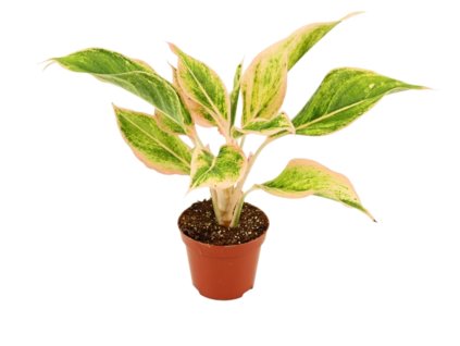 Aglaonema Lipstic Pink