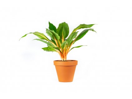 Gardners.cz Chlorophytum Green Orange, průměr 12 cm