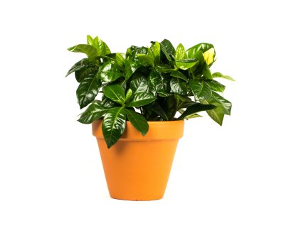 Gardners.cz Gardenia Jasminoides, průměr 9 cm