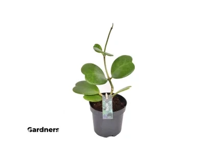 Hoya kerrii – vícelistá, průměr 6 cm  Hoja, Voskovka
