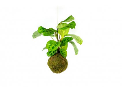 Kokedama Marantha leuconeura kerchoveana (L)  Maranta běložilnatá, Modlivka