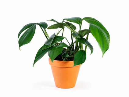 Philodendron Dragon Tail, průměr 14 cm