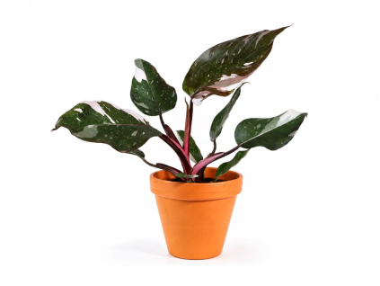 Philodendron Red Anderson, průměr 12 cm
