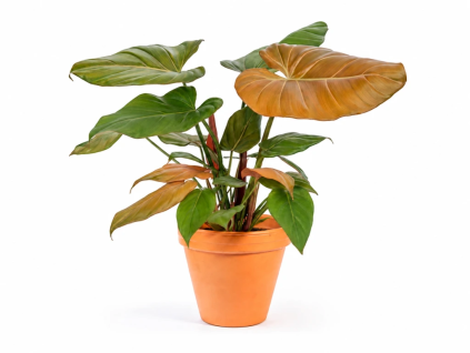 Philodendron Summer Glory, průměr 14 cm