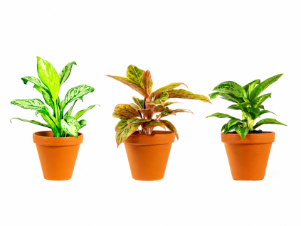 Aglaonema mix, průměr 9 cm  Aglaonema, Spící panna