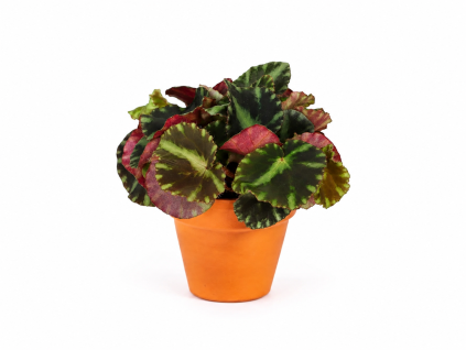 Begonia leaf Cleopatrae, průměr 6 cm