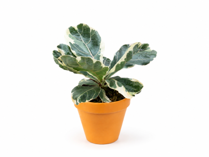 Ficus lyrata variegata, průměr 11 cm