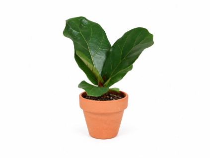 Ficus lyrata, průměr 6 cm