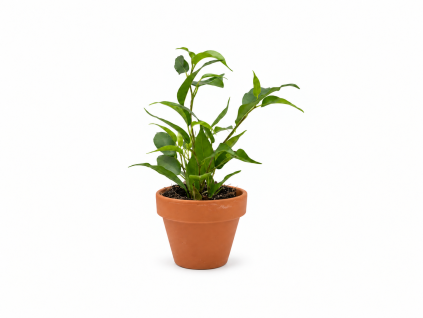 Ficus benjamina mix, průměr 6 cm