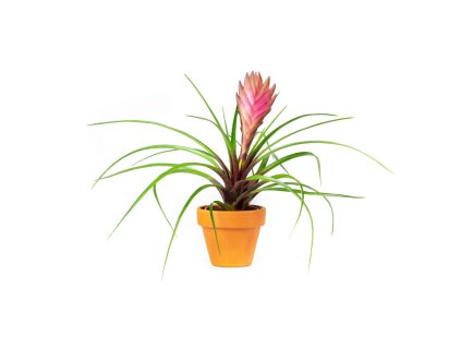 9416 2 tillandsia cyanea anita prumer 6 cm