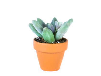 Gardners.cz Pachyphytum Ganzhou, průměr 6 cm