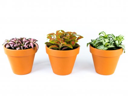 Gardners.cz Fittonia mix, průměr 7 cm