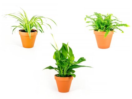 Gardners Set rostlin čistících vzduch ve stínu