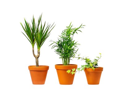 Gardners Set rostlin čistících vzduch na světle