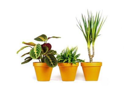 Gardners Set rostlin do ložnice