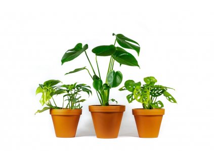 Set rostlin TRIO Monstera  Monstera