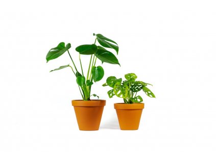 Set rostlin DUO Monstera  Monstera