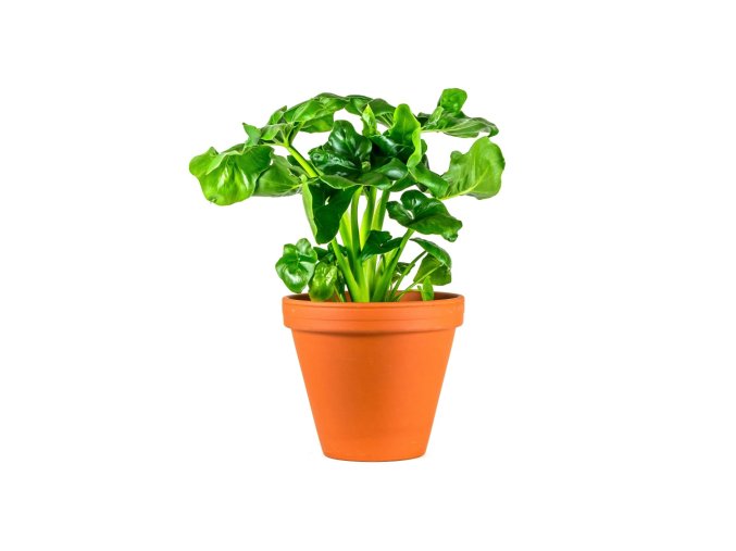 Philodendron Selloum Atom Prumer 12 Cm Filodendron Gardners Eshop Cz