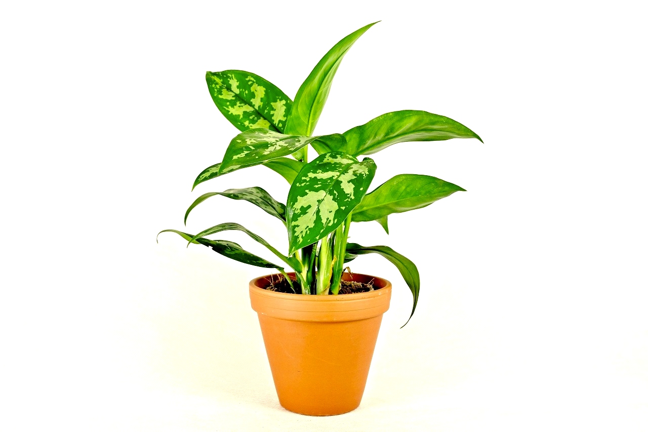 Aglaonema Maria, průměr 12-14 cm Aglaonema, Spící panna