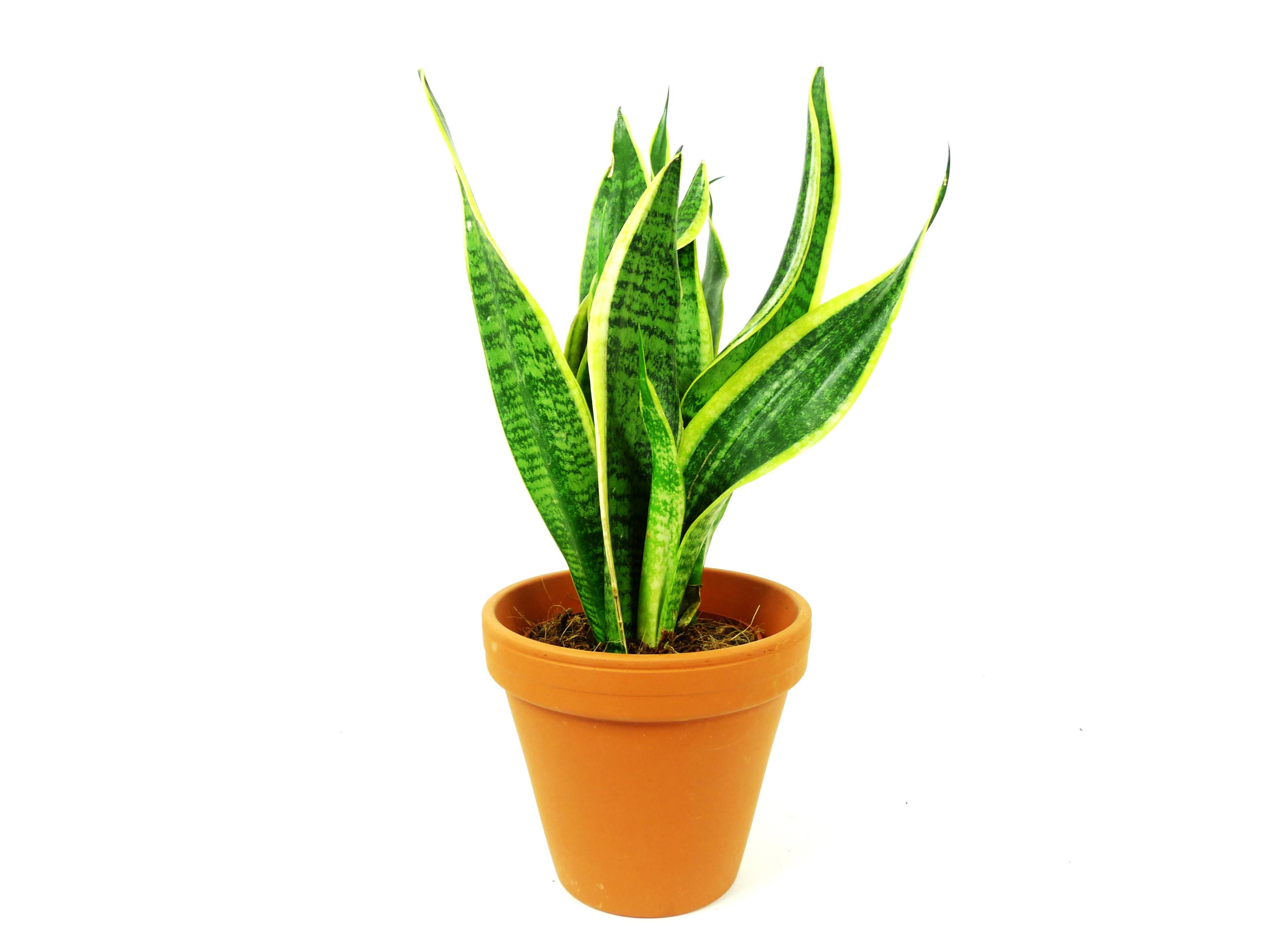 Sansevieria trifasciata Laurentii, průměr 17 cm Sanseveria, Tchýnin jazyk, Tenura