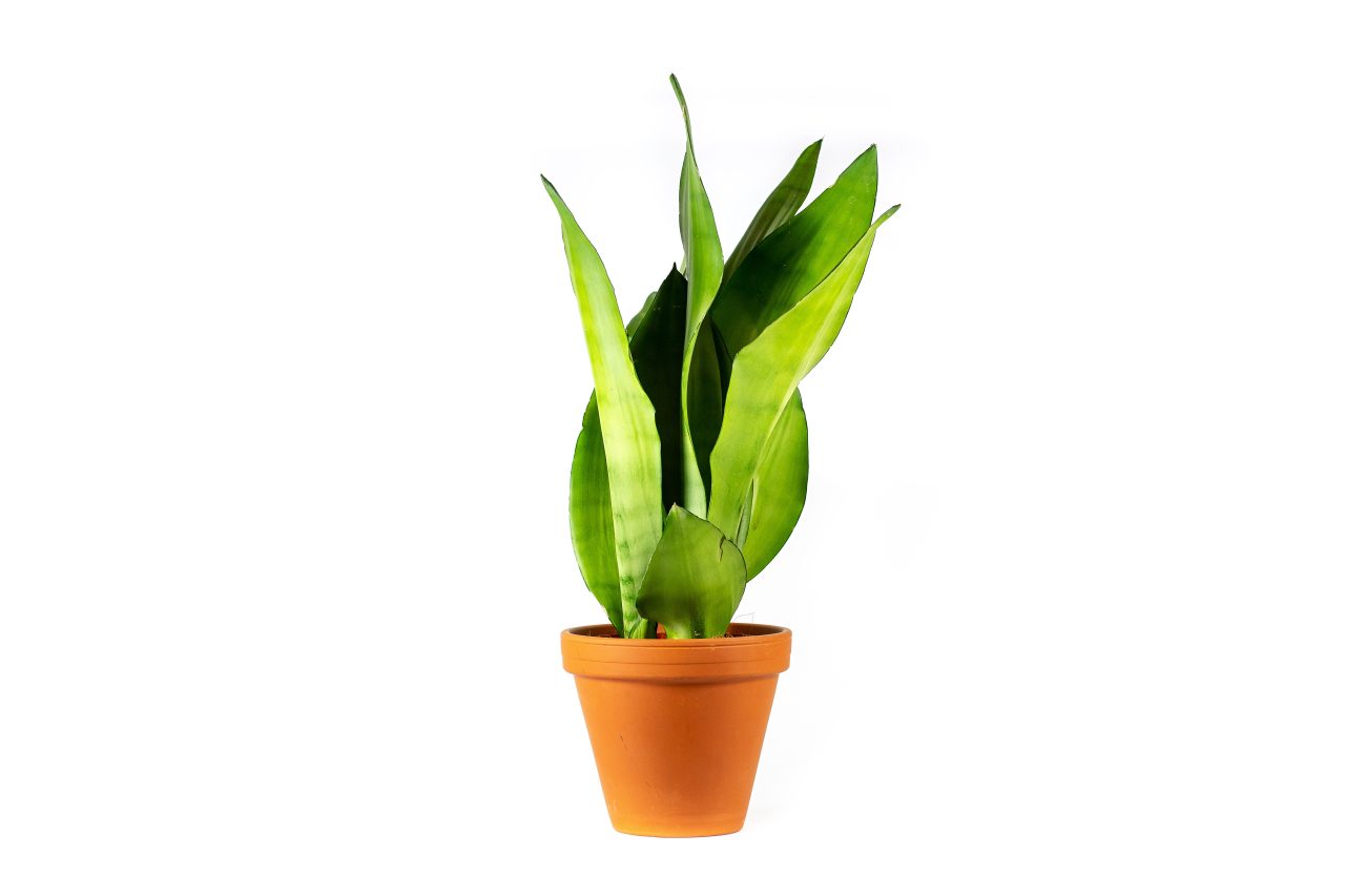 Sansevieria trifasciata Moonshine, průměr 12 cm Sanseveria, Tchýnin jazyk, Tenura