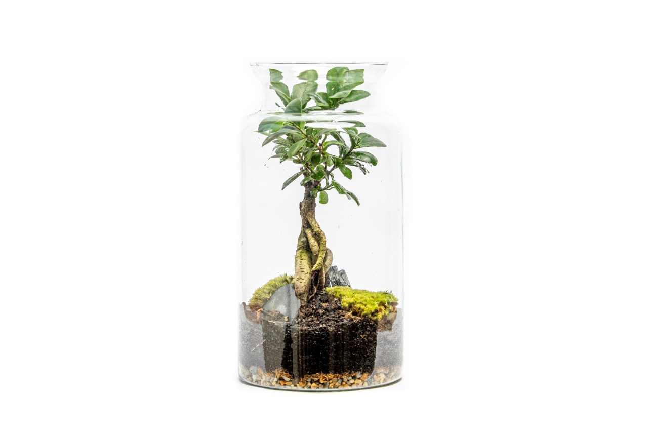 Skleněná váza DIGITALIS se zúženým otvorem - výška 35 cm, průměr 19 cm - osázené Ficus Microcarpa Ginseng